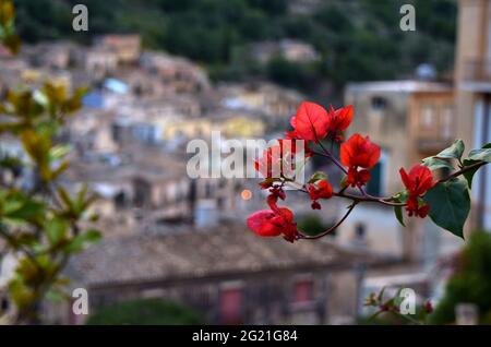 MODICA, SIZILIEN, ITALIEN - 22. Nov 2015: Bougainvillea blüht in einem öffentlichen Bereich in der Altstadt von Modica, Ragusa, Sizilien, Italien mit der alten Cen Stockfoto