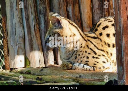 Nahaufnahme eines Servals, der auf Holzstämmen in einem Zoo unter dem Sonnenlicht liegt Stockfoto