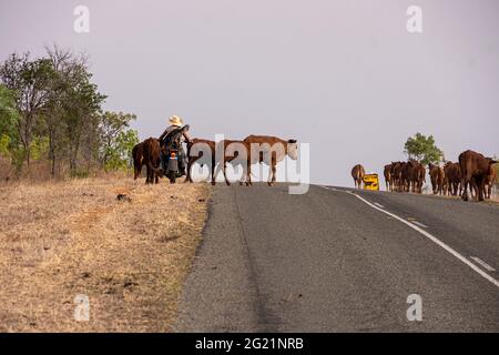 Das moderne weibliche Drover Cowgirl mit ihrem Hund hütet Rinder mit einem Motorrad entlang einer Autobahn-Stockroute in Central Queensland, Australien. Stockfoto