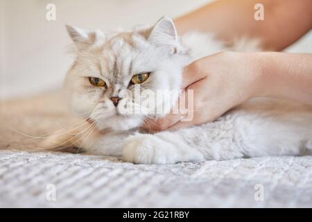 Mädchen kratzt den Hals der britischen langhaarigen weißen Katze Stockfoto