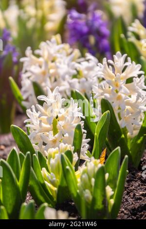 Hyacinthus orientalis weiß und blau blüht auf abstraktem Hintergrund. Weiße Carnegie Hyazinthe. Hallo Frühling. Wird in der Parfümindustrie verwendet. Stockfoto