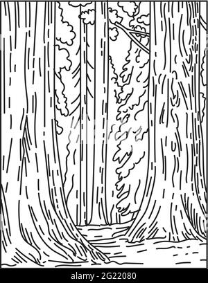 Monolinie Illustration von Hainen von riesigen Mammutbäumen oder Redwoods im Sequoia National Park in Sierra Nevada in Kalifornien Vereinigte Staaten von Amerika Done i Stock Vektor