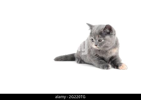 Ein graues, reinrassiertes Kätzchen liegt auf einem weißen, isolierten Hintergrund Stockfoto