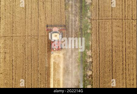 Suqian, China. Juni 2021. Die großen Landmaschinen ernten am 08. Juni 2021 das Weizenfeld in Suqian, Jiangsu, China.(Foto: TPG/cnsphotos) Quelle: TopPhoto/Alamy Live News Stockfoto