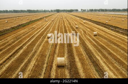 Suqian, China. Juni 2021. Die großen Landmaschinen ernten am 08. Juni 2021 das Weizenfeld in Suqian, Jiangsu, China.(Foto: TPG/cnsphotos) Quelle: TopPhoto/Alamy Live News Stockfoto