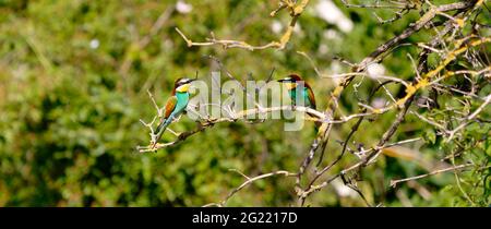 Nahaufnahme eines farbenfrohen Vogels Stockfoto