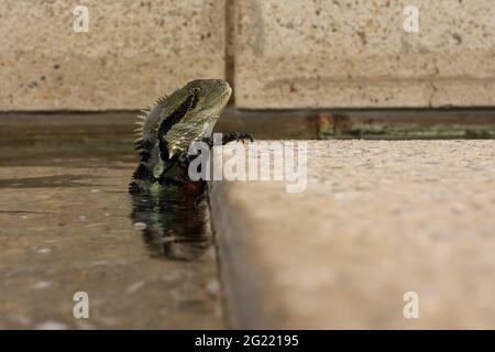 Eine australisch-östliche Wasserdrachenechse (Intellagama lesueurii) hat sich in das Wasser eines Stadtbrunnens zurückgezogen, wenn sich Menschen nähern. Stockfoto