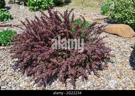 Blühender Busch von Berberis thunbergii atropurpurea, Atropurpurea Nana im Frühjahr - dekorative Pflanze für Garten- und Landschaftsgestaltung mit violettem le Stockfoto