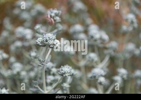 Selektiver Fokus. Otanthus Maritimus Blume Nahaufnahme auf einem unscharfen Hintergrund. Stockfoto