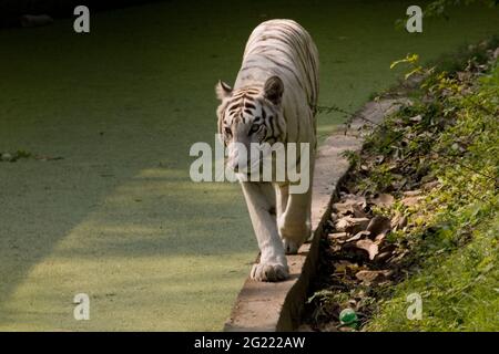 Weißer indischer Tiger wandert durch ein offenes Grasland im National Zoo in Neu Delhi, Indien. Stockfoto