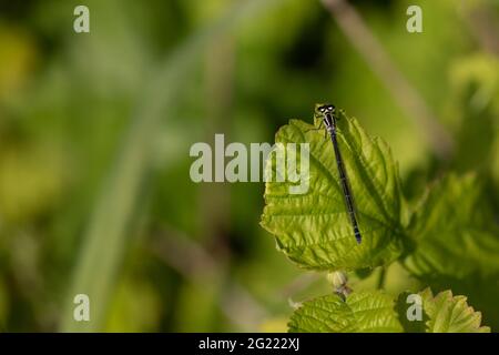 Weibliche dunkle Form variables Damselfly (Coenagrion pulchellum) oder variables Bluet Stockfoto
