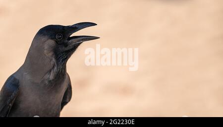 Schwarzer Vogel Dohle oder Rabe mit offenem Schnabel Schwarzer Vogel im Naturlebensraum. Schwarzer Vogel mit offenem Schnabel auf einem unscharfen neutralen beigen Hintergrund. Kopie Stockfoto