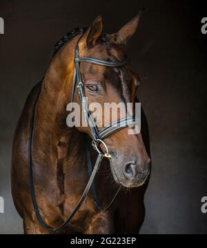 Bay Horse fotografisches Porträt mit einem dunkelgrauen Hintergrund Studio-Stil fotografiert Stockfoto