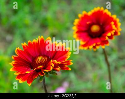 Zwei Blumen 'Arizona Red Shade' im Sommer Stockfoto