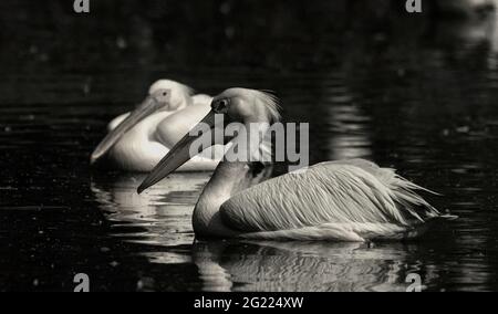 Zwei große weiße Pelikanvögel schwimmen im Sumpfwasser in einem Tierschutzgebiet in Indien. Stockfoto