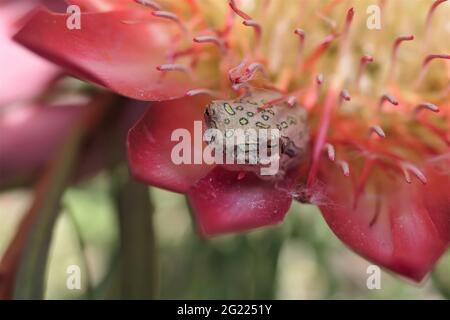 Marmorierter Schilfrosch, gemalter Schilfrosch, Hyperolius marmoratus verrucosus. Weit verbreitet im südlichen und südöstlichen Afrika. Hier auf einer Blume von Protea Rep Stockfoto
