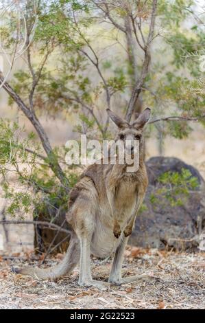 Ein einziges graues Känguru aus dem Osten steht in einem Buschland, bevor es sich an einem kleinen Wasserloch in Undarra, Queensland, in Australien, zu einem Getränk ergöbt. Stockfoto