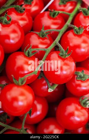 Weintomaten auf dem Cazals sonntagsmarkt erhältlich Stockfoto