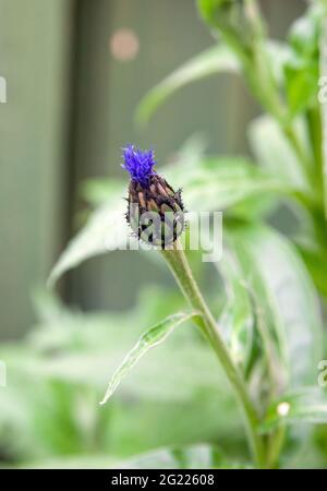 Knospe der Blaukornblüte (Centaurea Montana) im Garten Stockfoto