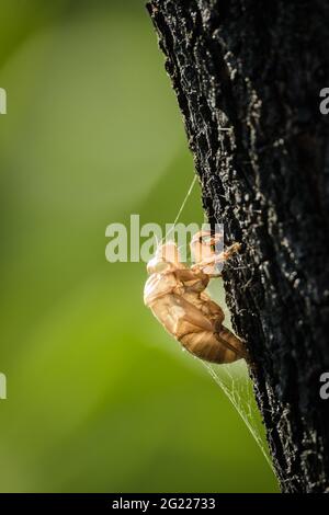 Eine durchsichtige Zikade-Exoskelett-Schale ließ einen Baum greifen, der mit einem Spinnennetz im Townsville Common in North Queensland, Australien, gehalten wurde. Stockfoto