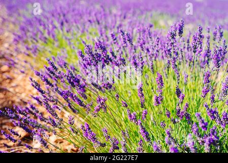 Lavendelspitzen. Lavendelfeld, Lavandula angustifolia, Lavandula officinalis. Vollformat-Hintergrund. Stockfoto