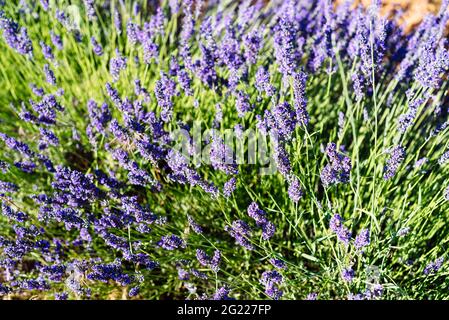 Lavendelspitzen. Lavendelfeld, Lavandula angustifolia, Lavandula officinalis. Vollformat-Hintergrund. Stockfoto