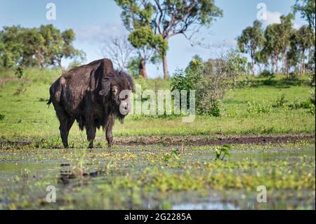 Mitglieder einer kleinen Herde amerikanischer Bisons, die sich auf einem Grundstück in Mingella, North Queensland, Australien, in ihre neue, offene Buschland-Umgebung einließen. Stockfoto