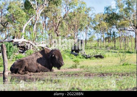 Mitglieder einer kleinen Herde amerikanischer Bisons, die sich auf einem Grundstück in Mingella, North Queensland, Australien, in ihre neue, offene Buschland-Umgebung einließen. Stockfoto