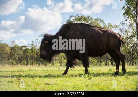 Mitglieder einer kleinen Herde amerikanischer Bisons, die sich auf einem Grundstück in Mingella, North Queensland, Australien, in ihre neue, offene Buschland-Umgebung einließen. Stockfoto