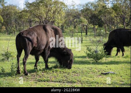 Mitglieder einer kleinen Herde amerikanischer Bisons, die sich auf einem Grundstück in Mingella, North Queensland, Australien, in ihre neue, offene Buschland-Umgebung einließen. Stockfoto