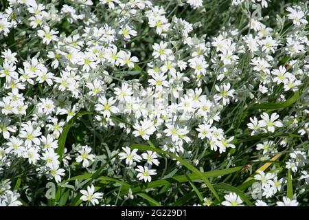 Cerastium Tomentosum kleine weiße Blüten bedecken den Boden im Ziergarten Stockfoto