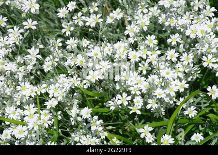 Snow-in-Summer oder Cerastium Tomentosum mit winzigen sternartigen weißen Blüten Stockfoto