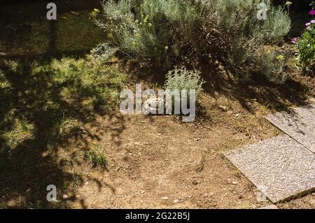 Eine Landschildkröte läuft auf dem Hof neben einigen Pflanzen (Marken, Italien, Europa) Stockfoto