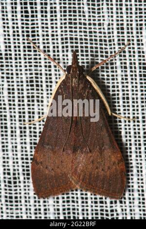 Baum Luzerner Motte auf Blatt. Stockfoto