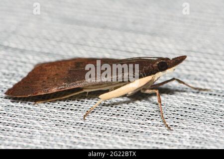 Baum Luzerner Motte auf Blatt. Stockfoto