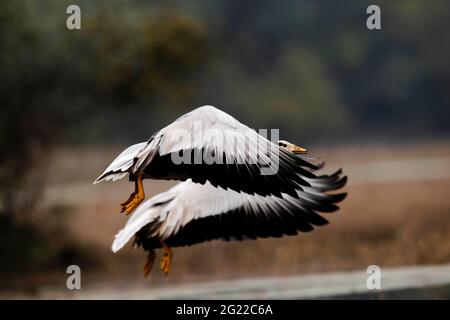 Barkeeadeo-Gänse (Anser indicus) im Flug im Keoladeo Ghana National Park. Bharatpur. Rajasthan. Indien. Stockfoto