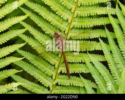 Norfolk Hawker Anaciaeschna isoceles Anfang Juni Norfolk Stockfoto