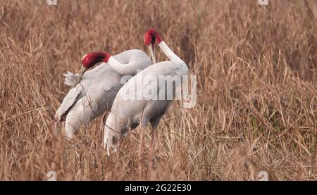 Sarus Kran (Grus antigone) Paar in Keoladeo Ghana National Park, Bharatpur, Rajasthan, Indien Stockfoto