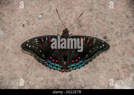 Schmetterling-Pappeladmiral (Limenitis populi) aus der Nähe. Ldarkbraune Flügel, weiße Flecken, rote und blaue Kanten - seltene gefährdete Arten müssen geschützt werden. Stockfoto