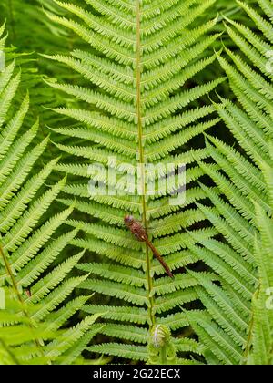 Norfolk Hawker Anaciaeschna isoceles Anfang Juni Norfolk Stockfoto