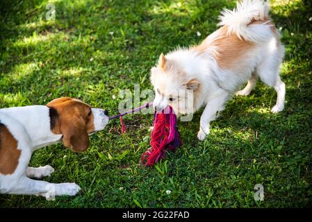 Zwei Hunde, die mit einem Seil an einem Tauziehen spielen Stockfoto