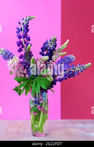 Ein Bouquet von Lupinen in einer Vase. Bunte Sommerblumen rosa und lila auf einem hellen Hintergrund. Lupinenknospen. Speicherplatz kopieren. Stockfoto