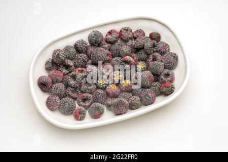Nahaufnahme Draufsicht auf frisch geerntete Purple Himbeeren, Robus odoratus Früchte in Keramikschale vor weißem Hintergrund isoliert angeordnet. Stockfoto
