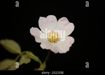Wilde weiße Blume Blüte Nahaufnahme botanischen Hintergrund rosa arvensis Familie rosaceae hohe Qualität große Größe Drucke Stockfoto