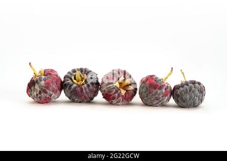 Nahaufnahme Draufsicht Gruppe von fünf frisch geernteten bunten Purple Himbeeren, Robus odoratus in selektivem Fokus auf weißem Hintergrund angeordnet. Stockfoto