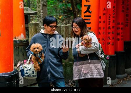 Kyoto, Japan - 21. November 2018: Senior Asian Tourist Couple trägt braune flauschige Hunde und Taschen, während Informationen auf dem Telefon in Fushimi i zu überprüfen Stockfoto