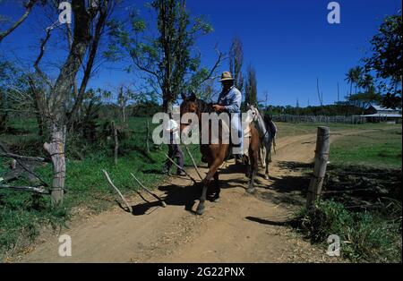 FRANKREICH. NEUKALEDONIEN, GROSSE INSEL, KONE-REGION, KUHJUNGEN IN EINER RINDERSTATION Stockfoto