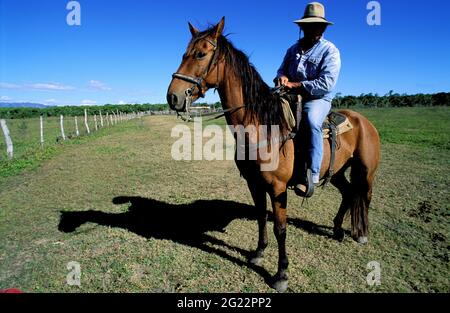 FRANKREICH. NEUKALEDONIEN, GROSSE INSEL, KONE-REGION, KUHJUNGEN IN EINER RINDERSTATION Stockfoto