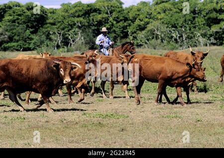 FRANKREICH. NEUKALEDONIEN, GROSSE INSEL, KONE-REGION, KUHJUNGEN IN EINER RINDERSTATION Stockfoto