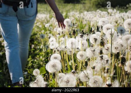Das Mädchen geht durch die Wiese und berührt mit der Hand den Elendsan. Zurück Stockfoto